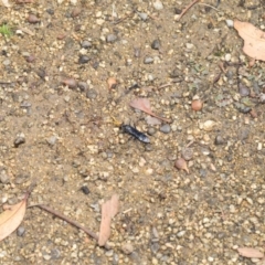 Fabriogenia sp. (genus) at Hackett, ACT - 19 Jan 2020