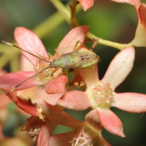 Amblypelta nitida at Hackett, ACT - 19 Jan 2020