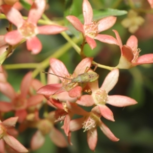 Amblypelta nitida at Hackett, ACT - 19 Jan 2020