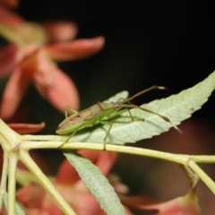 Amblypelta nitida at Hackett, ACT - 19 Jan 2020