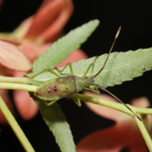 Amblypelta nitida at Hackett, ACT - 19 Jan 2020