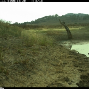 Threskiornis spinicollis at Michelago, NSW - 14 Jan 2020