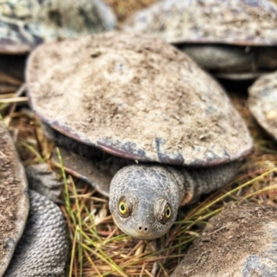 Chelodina longicollis (Eastern Long-necked Turtle) at Wandiyali-Environa Conservation Area - 21 Jan 2020 by Wandiyali