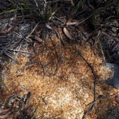 Unidentified Watering and Feed Station (TBC) at Woodlands, NSW - 21 Jan 2020 by KarenG