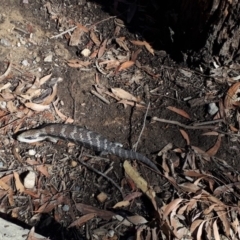 Tiliqua scincoides scincoides (Eastern Blue-tongue) at Woodlands - 20 Jan 2020 by KarenG