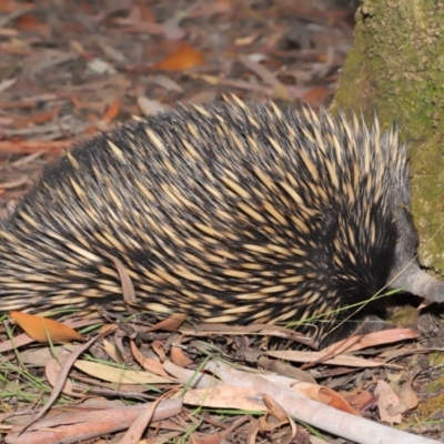 Tachyglossus aculeatus (Short-beaked Echidna) at ANBG - 19 Jan 2020 by TimL