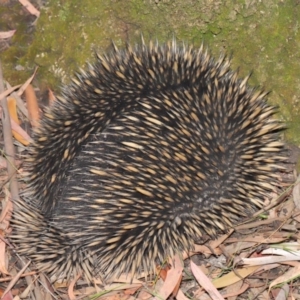 Tachyglossus aculeatus at Hackett, ACT - 19 Jan 2020