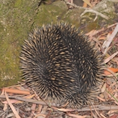 Tachyglossus aculeatus at Hackett, ACT - 19 Jan 2020