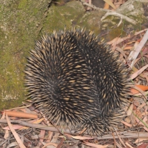 Tachyglossus aculeatus at Hackett, ACT - 19 Jan 2020