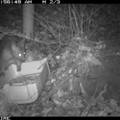 Trichosurus vulpecula (Common Brushtail Possum) at SCC Site 3 (Bangalee Reserve – eastern side of picnic area, 50m north of Bunya Pine). - 10 Jan 2020 by 2020Shoalhaven