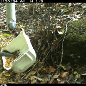 Leucosarcia melanoleuca at Bangalee, NSW - 18 Jan 2020