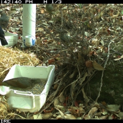 Ptilonorhynchus violaceus (Satin Bowerbird) at Bangalee, NSW - 10 Jan 2020 by 2020Shoalhaven