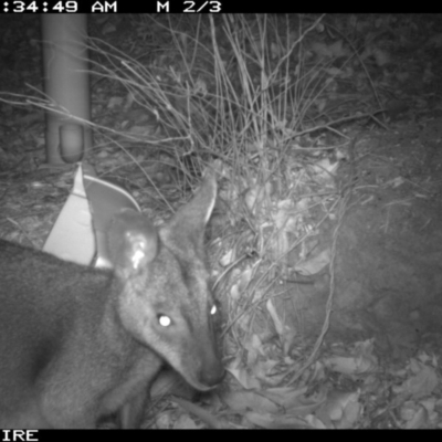 Wallabia bicolor (Swamp Wallaby) at Bangalee, NSW - 15 Jan 2020 by 2020Shoalhaven