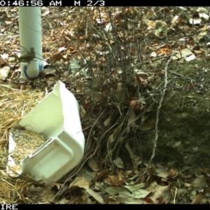 Meliphaga lewinii at Bangalee, NSW - 15 Jan 2020