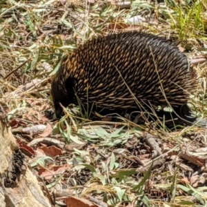 Tachyglossus aculeatus at Acton, ACT - 22 Jan 2020