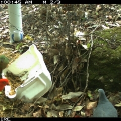 Alisterus scapularis (Australian King-Parrot) at SCC Site 3 (Bangalee Reserve – eastern side of picnic area, 50m north of Bunya Pine). - 18 Jan 2020 by 2020Shoalhaven