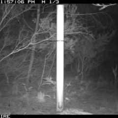 Trichosurus vulpecula (Common Brushtail Possum) at Bomaderry Creek Regional Park - 12 Jan 2020 by 2020Shoalhaven