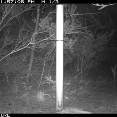 Trichosurus vulpecula (Common Brushtail Possum) at North Nowra, NSW - 12 Jan 2020 by 2020Shoalhaven