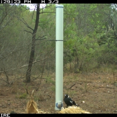 Lepus capensis (Brown Hare) at Bomaderry Creek Regional Park - 12 Jan 2020 by 2020Shoalhaven