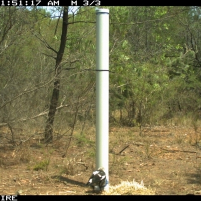 Gymnorhina tibicen (Australian Magpie) at North Nowra, NSW - 10 Jan 2020 by 2020Shoalhaven