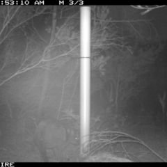 Wallabia bicolor (Swamp Wallaby) at Bomaderry Creek Regional Park - 14 Jan 2020 by 2020Shoalhaven