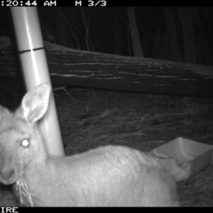 Macropus giganteus at SCC Site 7 (Kiola Sports field - west side of bushland edge) - 10 Jan 2020