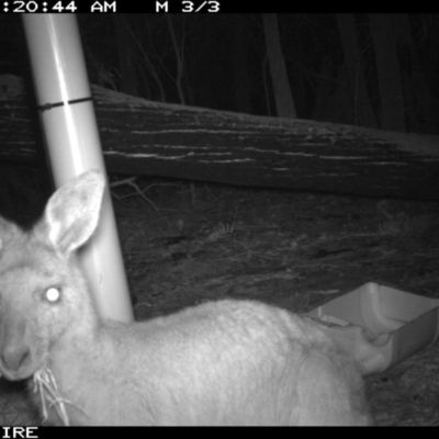 Macropus giganteus (Eastern Grey Kangaroo) at Kioloa, NSW - 9 Jan 2020 by 2020Shoalhaven