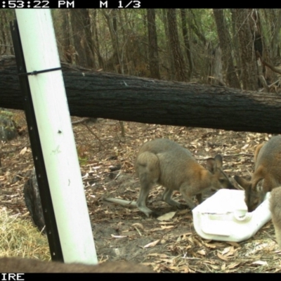 Notamacropus rufogriseus (Red-necked Wallaby) at SCC Site 7 (Kiola Sports field - west side of bushland edge) - 10 Jan 2020 by 2020Shoalhaven