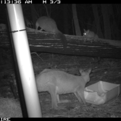 Trichosurus vulpecula (Common Brushtail Possum) at SCC Site 7 (Kiola Sports field - west side of bushland edge) - 11 Jan 2020 by 2020Shoalhaven