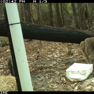 Oryctolagus cuniculus at SCC Site 7 (Kiola Sports field - west side of bushland edge) - 10 Jan 2020