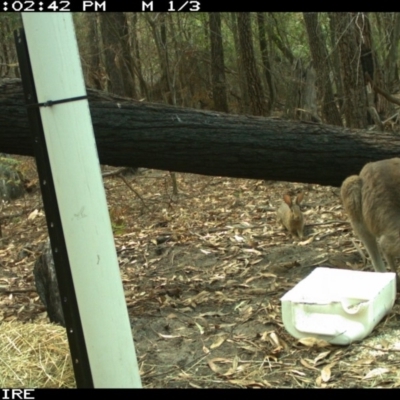 Oryctolagus cuniculus (European Rabbit) at SCC Site 7 (Kiola Sports field - west side of bushland edge) - 10 Jan 2020 by 2020Shoalhaven