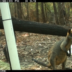 Wallabia bicolor (Swamp Wallaby) at SCC Site 7 (Kiola Sports field - west side of bushland edge) - 11 Jan 2020 by 2020Shoalhaven