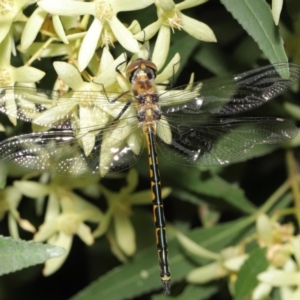 Hemicordulia australiae at Hackett, ACT - 19 Jan 2020