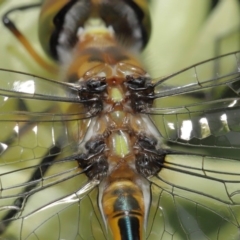 Hemicordulia australiae at Hackett, ACT - 19 Jan 2020