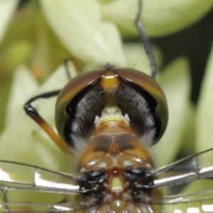 Hemicordulia australiae at Hackett, ACT - 19 Jan 2020