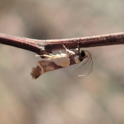 Macrobathra chrysotoxa (A Cosmet moth (Cosmopteriginae) at Cook, ACT - 20 Jan 2020 by CathB