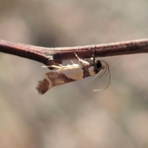 Macrobathra chrysotoxa at Cook, ACT - 20 Jan 2020