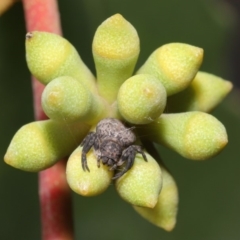 Cymbacha ocellata (Crab spider) at Acton, ACT - 19 Jan 2020 by TimL