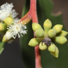 Cymbacha ocellata at Acton, ACT - 19 Jan 2020