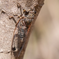 Galanga labeculata (Double-spotted cicada) at Stromlo, ACT - 22 Jan 2020 by SWishart