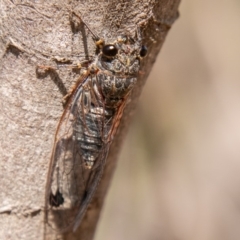 Galanga labeculata (Double-spotted cicada) at Stromlo, ACT - 21 Jan 2020 by SWishart
