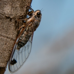 Galanga labeculata at Stromlo, ACT - 22 Jan 2020 10:18 AM