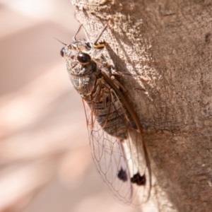 Galanga labeculata at Stromlo, ACT - 22 Jan 2020 10:18 AM