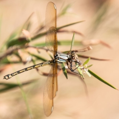 Diphlebia nymphoides (Arrowhead Rockmaster) at Stromlo, ACT - 21 Jan 2020 by SWishart