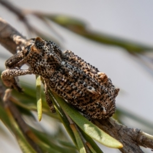 Orthorhinus cylindrirostris at Stromlo, ACT - 22 Jan 2020 10:40 AM