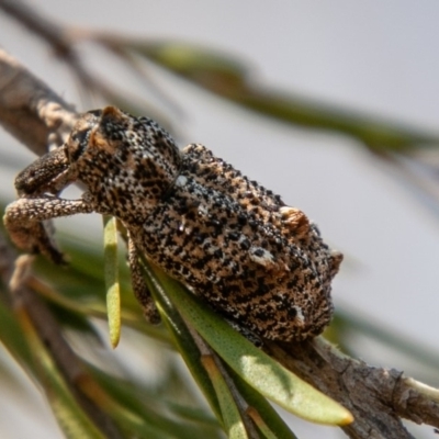 Orthorhinus cylindrirostris (Elephant Weevil) at Stromlo, ACT - 22 Jan 2020 by SWishart
