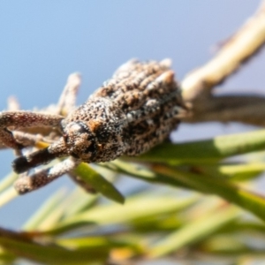 Orthorhinus cylindrirostris at Stromlo, ACT - 22 Jan 2020 10:40 AM