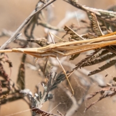 Acrida conica (Giant green slantface) at Stromlo, ACT - 22 Jan 2020 by SWishart