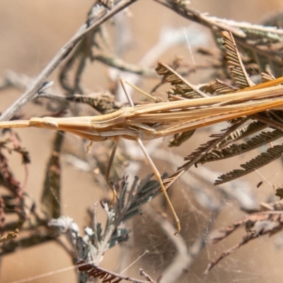 Acrida conica (Giant green slantface) at Lower Molonglo - 21 Jan 2020 by SWishart