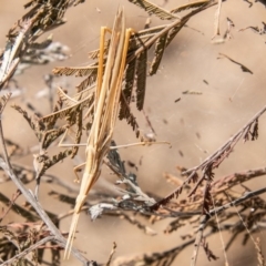 Acrida conica at Stromlo, ACT - 22 Jan 2020